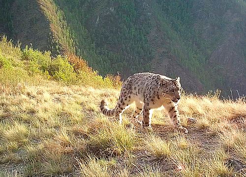 Фото: Саяно-Шушенский заповедник